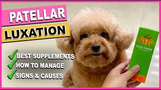 CAN TOY POODLES GET LUXATING PATELLA How to manage The Poodle Mom [upl. by Enelehs]