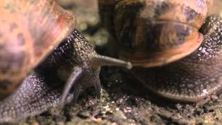 The Sex Life of a Snail  Wildlife Documentary [upl. by Hetty]