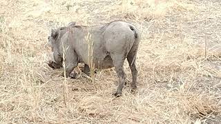 Warthogs feasting tanzania wildlife safari [upl. by Acinomahs]