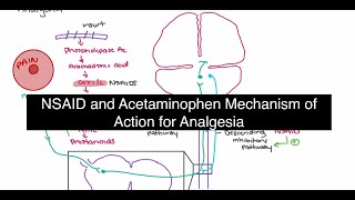 Acetaminophen and NSAID Mechanism of Action for Analgesia [upl. by Reider]