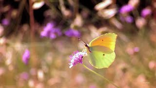 Cleopatra butterfly Gonepteryx cleopatra on Knautia arvensis [upl. by Ushijima]