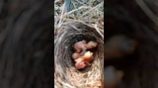 Chirping Wonders Babbler Bird Babies Take Their First Steps shortsfeed ytshorts [upl. by Eirrehc249]