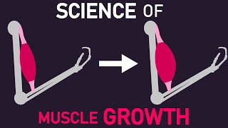 The Science of What Muscle Growth Actually Is [upl. by Frost]