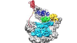 The Proteasome The Cells Trash Processor in Action [upl. by Britt]