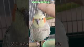 嘔吐🤮から1ヶ月。 元気ですよ〜。 オカメインコ はかせ 投薬中 嘔吐 birds かわいい cockatiel [upl. by Ralleigh]