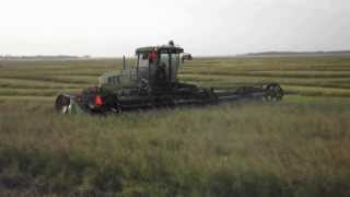 John Deere W150 swather in canola [upl. by Lynelle]