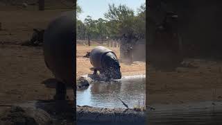 hippopotamuses live in water🥶🦛shorts animals nature wildanimals wildlife hippo hippopotamus [upl. by Gnen]