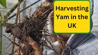 Harvesting Yam in the UK  From Planting to Harvest [upl. by Shornick12]