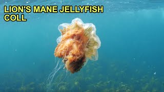 Lions Mane Jellyfish in Scotland [upl. by Kearney]