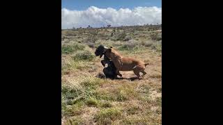 Neapolitan Mastiff VS Cane Corso mastiffsworldwide dog mastiff canecorso neapolitanmastiff [upl. by Polloch]