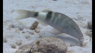 Banded Goatfish  Parupeneus multifasciatus [upl. by Rachel680]