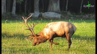 Benezette PA ELK Rut  HUGE Elk [upl. by Terti]