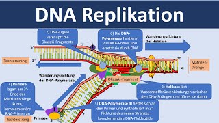 DNA Replikation  Verdopplung der DNA Biologie Oberstufe [upl. by Akina341]