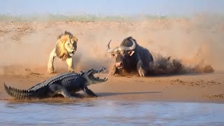 20 Horrifying Moments When Crocodile And Lion Compete For Prey Lion VS Crocodile [upl. by Sullecram968]