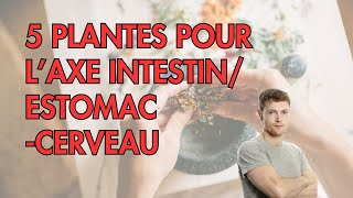 5 PLANTES pour laxe ESTOMACINTESTIN CERVEAU [upl. by Genie]