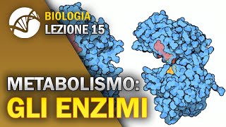 BIOLOGIA  Lezione 15  Gli Enzimi  Metabolismo Cellulare [upl. by Foskett736]