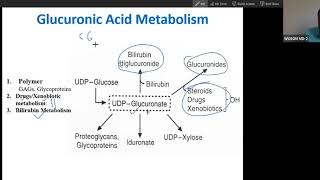 Synthesis and function of glucuronic acid USMLE step1 [upl. by Rramel]