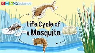 Life Cycle of a Mosquito [upl. by Gnen]