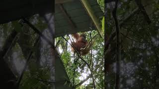 Incredible close up video of wild Orangutan in Bukit Lawang Indonesia [upl. by Nazler]