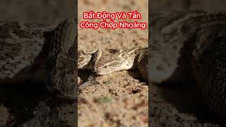 Rắn Puff Adder Cực Độc Tấn Công Con Người Như Thế Nào shorts [upl. by Yniattirb]