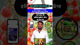 थ्रिप्स व इल्ली की सबसे बेस्ट दवा 👌 Best insecticide for Chilli thrips and fruit borer shorts [upl. by Nalliuq984]