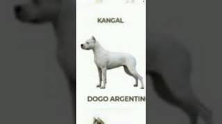 Dogo Argentino vs Tibetan mastif dogs behavior and body language dog viral ytshortsn new shorts [upl. by Lenard]