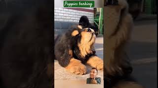 Puppies barking and playing 🤧pets dog barking shorts animalsmoments5 [upl. by Olocin]