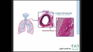 Respiratory System Histology [upl. by Cassey]