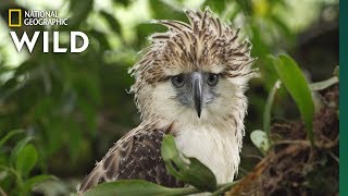 Watch an Endangered Philippine Eagle Chick Grow Up in Rare Video  Nat Geo Wild [upl. by Alra703]