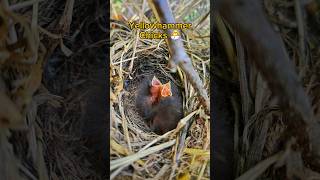 Stunning Yellowhammer Nest with 3 Chicks in the UK 2024  birdnesting birds birdnest britishbird [upl. by Rowan]