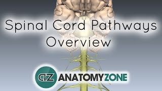 Spinal PathwaysTracts  Part 2  Ascending and Descending Tracts Overview  Anatomy Tutorial [upl. by Atinat694]