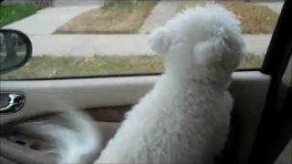 Niqqi the Bichon Frise Talks and Says quotGrandmaquot [upl. by Ahsaei]