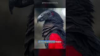 Dracula Parrot  Nature Quest Daily  shorts [upl. by Ahsinahs899]