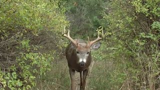 Secrets Revealed About Buck Dispersal  Deer Hunting [upl. by Aimahc]