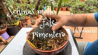 🌱 Schinus molle o falso pimentero [upl. by Carrelli]