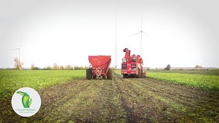 Sugar beet harvesting [upl. by Lavoie]