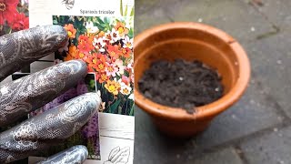 How to Grow  Plant Sparaxis Tricolor Harlequin Flower Bulbs in a Pot 12 [upl. by Lauren]