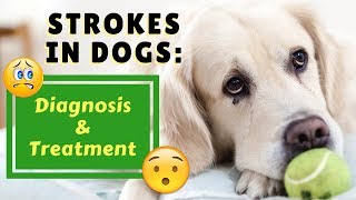 Strokes in Dogs Diagnosis and Treatment [upl. by Adnwahsor640]