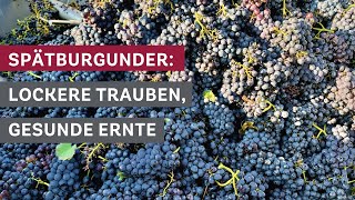 SpätburgunderErnte Lockere Trauben und gesunde Rebstöcke 🍇🌿 [upl. by Boswall956]