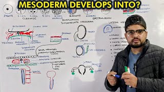 Mesoderm Embryology Organogenesis from Mesoderm [upl. by Mchail818]