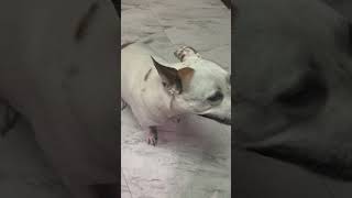 happiest dog ever dogshorts dogsofyoutube doggycuteness dog dogs doggo doggy doglover [upl. by Ranip860]