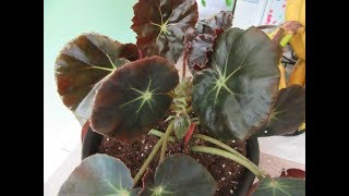 BEEFSTEAK BEGONIA PLANT REPOTTING [upl. by Kauffmann]