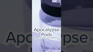 Apocalypse Pods Apocyclops panamensis [upl. by Ecidnacal]