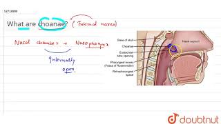 What are choanae  11  BREATHING AND EXCHANGE OF GASES  BIOLOGY  PRADEEP  Doubtnut [upl. by Icul]