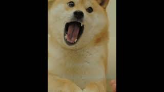 Doge Meme [upl. by Anes]