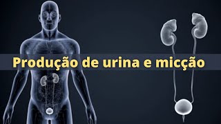 Formação de urina e micção  Fisiologia Humana [upl. by Vardon241]