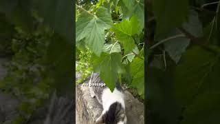 🐈 Chat au monastère 🐱😍 abbaye moine [upl. by Ahcsas981]