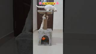 Hey Minnale  Cat Version 🐈  cat comedy trending [upl. by Lavinie]