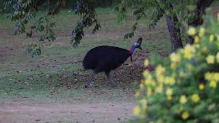 Southern Cassowary at Etty Bay Nov 2023 [upl. by Ardnayek]