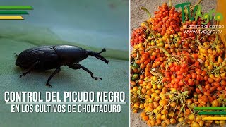 Control del Picudo Negro en los Cultivos de Chontaduro  TvAgro por Juan Gonzalo Angel [upl. by Min]